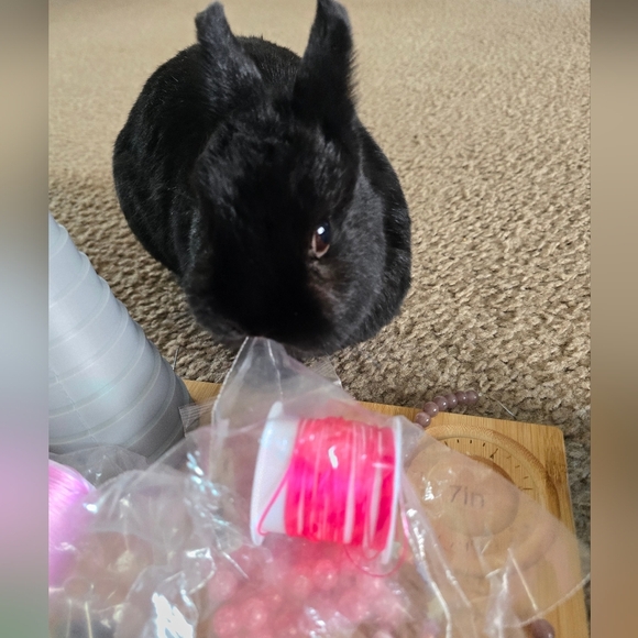 10mm Austrailian Zebra Jasper - Picture 8 of 9
